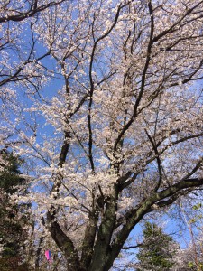 sakura